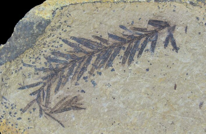 Metasequoia (Dawn Redwood) Fossil - Montana #85734